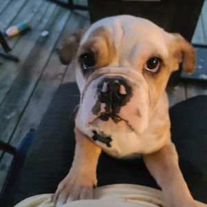 Meet your Posher, Abby